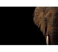 Éléphant - Jeu de Puzzle de 2000 pièces pour Adultes - Chaque pièce s'emboîte Parfaitement (14 Ans+)