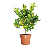 Elho Algarve Cilindro 35cm - Grand Pot de Fleurs Extérieur - Jardinières - Plastique 100% recyclé - Ø 34.5 x H 29 cm - Marron/Terre Cuite