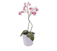 Pot Pour Orchidées - Elho - Provence 17cm - Bonne Aération Et Irrigation Multicolore