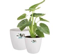 Elho Lot De 2 Pots De Fleur Rond À Roulettes Brussels - Ø35 X H33 Cm Et Ø39 X H36,5 Cm - 55 L - Blanc Blanc