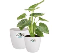 ELHO Lot de 2 pots de fleurs rond à roulettes Brussels - Ø35 x H33 cm et Ø39 x H36,5 cm - 55 L - Blanc
