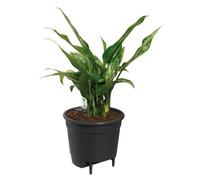 ELHO Pot à fleurs Self-watering Insert - Ø 33 x H 31 cm - Intérieur, accessoires - 100% recyclé - Noir