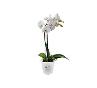 ELHO-Pot D13 cm provence orchidées Elho transparent