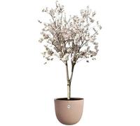 Elho Pot De Fleurs Sereh Rond 47 - Marron - Ø 47 X H 40 Cm - 100% Recyclé Marron