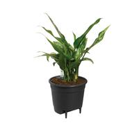 Elho Insert auto-arrosage 21 Accessoire intérieur Plastique 100% recyclé Ø20.7×H19.5 cm Noir