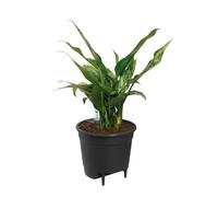 Elho Self-Watering Insert Pot A Fleurs 36 - Noir - Ø 36 X H 35 Cm - Intérieuraccessoires - 100% Recyclé