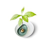 Elho Vase Pour Semences D'Avocat Amazing Avocat Flotteur Leaf Vert