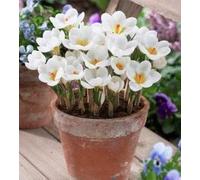 Elitely 30 Pcs Graines De Fleur De Safran, Graines De Crocus De Safran, Ce Est Les Graines De Safran: 4