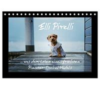 Elli Pirelli... aus dem Leben eines fröhlichen Pinscher-Dackel-Mädels (Tischkalender 2026 DIN A5 quer), CALVENDO Monatskalender: ... aus dem Leben eines fröhlichen Pinscher-Dackel-Mädels