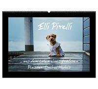 Elli Pirelli... aus dem Leben eines fröhlichen Pinscher-Dackel-Mädels (Wandkalender 2026 DIN A2 quer), CALVENDO Monatskalender: ... aus dem Leben eines fröhlichen Pinscher-Dackel-Mädels