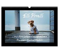 Elli Pirelli... aus dem Leben eines fröhlichen Pinscher-Dackel-Mädels (Wandkalender 2026 DIN A3 quer), CALVENDO Monatskalender: ... aus dem Leben eines fröhlichen Pinscher-Dackel-Mädels