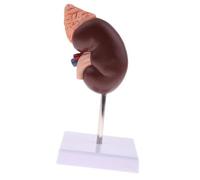 Elprico Modèle Rénal Anatomy Modèle Rénal Humain pour Instrument éducatif du Bureau des Médecins, Expérience d'apprentissage Intuitive pour Les Cours de santé, Matériel PVC