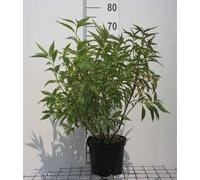 Elsholtzia stauntonii - Arbuste des Andes 30- 40 cm Conteneur