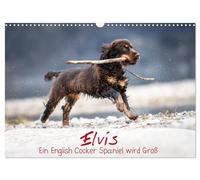 Elvis ein Engl. Cocker Spaniel wird Groß (Wandkalender 2026 DIN A3 quer), CALVENDO Monatskalender: Monatskalender, Jahreskalender, Kalender