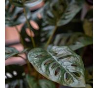 Emerald Monstera Monkey artificiel 43 cm en pot