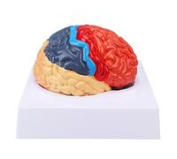 Eminchu Modèle de Cerveau coloré partitionné pour Apprentissage et | Fabriqué en PVC robuste, adapté à l\'enseignement, aux pièces fonctionnelles, aux études anatomiques