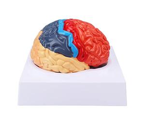 Eminchu Modèle de Cerveau coloré partitionné pour Apprentissage et | Fabriqué en PVC robuste, adapté à l\'enseignement, aux pièces fonctionnelles, aux études anatomiques