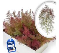 Émoos de mer/mousse de mer - Dimensions du carton : 31 x 22 x 16 cm - Bon volume/récolte 2026 - Idéal pour les forêts de modélisme - Arbres - Buissons - Paysage et diorama - Naturel/vert/rougeâtre