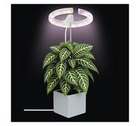 EMOS - Lampe LED Grow pour plantes d'intérieur et plantes succulentes - Lampe ronde orchidée avec minuterie réglable en hauteur - Luminosité de 300 lm - Câble de charge USB-A de 1,7 m