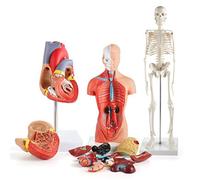 Emoshayoga Kit de Modèle de Corps Humain, Ensemble de Modèles D'anatomie Détachables, Modèle Anatomique, Torse de 26 Cm, de Cœur Squelette de 45 Cm pour l'enseignement