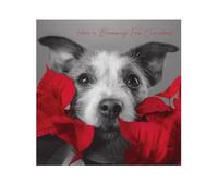 Emotional Rescue In Black & White Carte de Noël Motif chien avec poinsettia Multicolore 16,3 x 16,3 cm