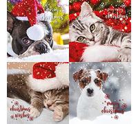 Emotional Rescue Lot de 12 cartes de Noël colorées avec chiots et chatons 4 motifs différents