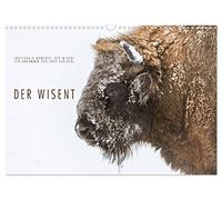Emotionale Momente: Der Wisent. (Wandkalender 2026 DIN A3 quer), CALVENDO Monatskalender: Ingo Gerlach hat tolle Bilder über das urige Wisent für diesen Kalender ausgesucht.