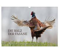Emotionale Momente: Die Balz der Fasane / CH-Version (Wandkalender 2026 DIN A3 quer), CALVENDO Monatskalender: Die Balz der Fasane ist exotisch und ... dies in wunderschönen Bildern festgehalten.