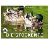 Emotionale Momente: Die Stockente. (Wandkalender 2026 DIN A3 quer), CALVENDO Monatskalender: Ingo Gerlach hat tolle Bilder von der Stockente gemacht.