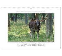 Emotionale Momente: Europäischer Elch. / CH-Version (Wandkalender 2026 DIN A3 quer), CALVENDO Monatskalender: Ingo Gerlach GDT hat den europäischen ... Bildern festgehalten. Mehr unter tierphoto.de