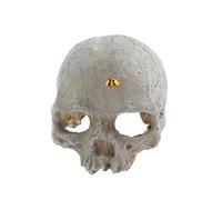 emours Cachette de Reptile en résine pour Vivarium, décoration d'aquarium