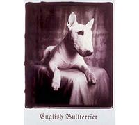 Empire Affiche Motif Bull Terrier, sépia - Taille (cm), env. 64 x 90