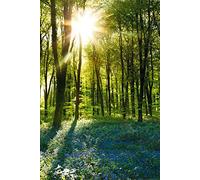 Empire Interactive Poster Motif Lever de Soleil dans Les Bois avec jacinthes Sauvages Inclus Accessoires d'encadrement 20 tesa Powerstrips