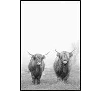 Empire Poster de vaches Highland Cattle - 2 bovins - Animaux - Taille cm + cadre amovible Shinsuke® Maxi MDF noir, vitre en acrylique