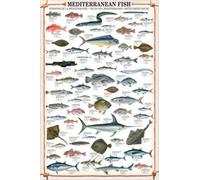 empireposter Affiche éducative Poissons de la Méditerranée - Poissons de la Méditerranée Éducation Affiche d'apprentissage imprimée + 1 poster d'exercice de 61 x 91,5 cm