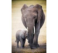 empireposter Poster Afrique éléphant et bébé - Dimensions : 61 x 91,5 cm