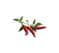 emsa Capsule de substrat CLICK&GROW CHILI PEPPER Technologie SMART SOIL, contient des graines de haute qualité,
