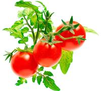 emsa Capsule de substrat CLICK&GROW MINI TOMATES