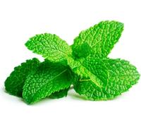 Emsa Click & Grow Substrat Menthe poivrée
