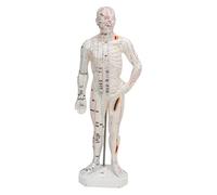 EMUKOEP Modèle D'acupuncture du Corps Humain, Modèle de Points Méridiens en PVC de 26 Cm avec écriture Claire pour L'apprentissage de L'acupuncture