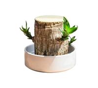 en bois du Brésil - En bois massif, support de vivants, présentation enracinée durable, pièce maîtresse artistique inspirée de la forêt | Pour la maison, le lieu de travail