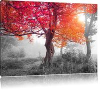 Enchanteur des paysages forestiers noir / blanc Taille: 100x70 cm sur toile, énorme XXL Photos complètement encadrée avec civière, art impression sur murale avec cadre, moins cher que la peinture ou la peinture à l'huile, aucune affiche ou un poster