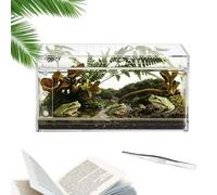 Enclos et Terrarium pour Tarentule Environnement de Vie Transparent et Bien