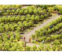 Noch Pieds de vigne 21540 universels 1 set