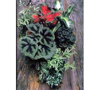 ENCYCLOPEDIA OF GARDENING Foilage House Plants