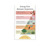 Energy Flow Between Organisms Educational Poster Food Chain Food Web Ecology for Middle School High School Biology Classroom Decor Producers Consumers Decomposers Must Have(Framed,08x12inch(20x30cm))