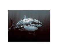 Enfants Puzzles 1000 Pièces，Requin Terrible，Adultes en Papier Puzzle Classique Créatif Jeu Art Jouet（38x26cm）-J6