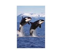 Enfants Puzzles en Bois 1000 Pieces，Deux orques tueurs jaillissent de l'eau Devant Un Paysage montagneux.，Adultes Classique Créatif Jeu Art Jouet Puzzles（75x50cm）-AR53