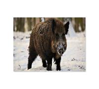 Enfants Puzzles en Papier 1000 Pieces，Sanglier avec de la Neige sur Le Nez，Adultes Classique Créatif Jeu Art Jouet Puzzles（50x70cm）-I15