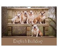 English Bulldog (Wall Calendar 2026 DIN A4 landscape), CALVENDO 12 Month Wall Calendar: Dogs to fall in love